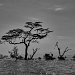 Kenia  0064