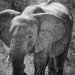 Tanzania 0023