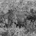Tanzania 0037