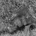 Tanzania 0038