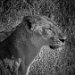 Tanzania 0053