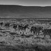 Tanzania 0076
