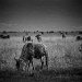 Tanzania 0085